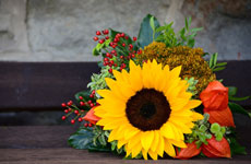 Sonnenblumen